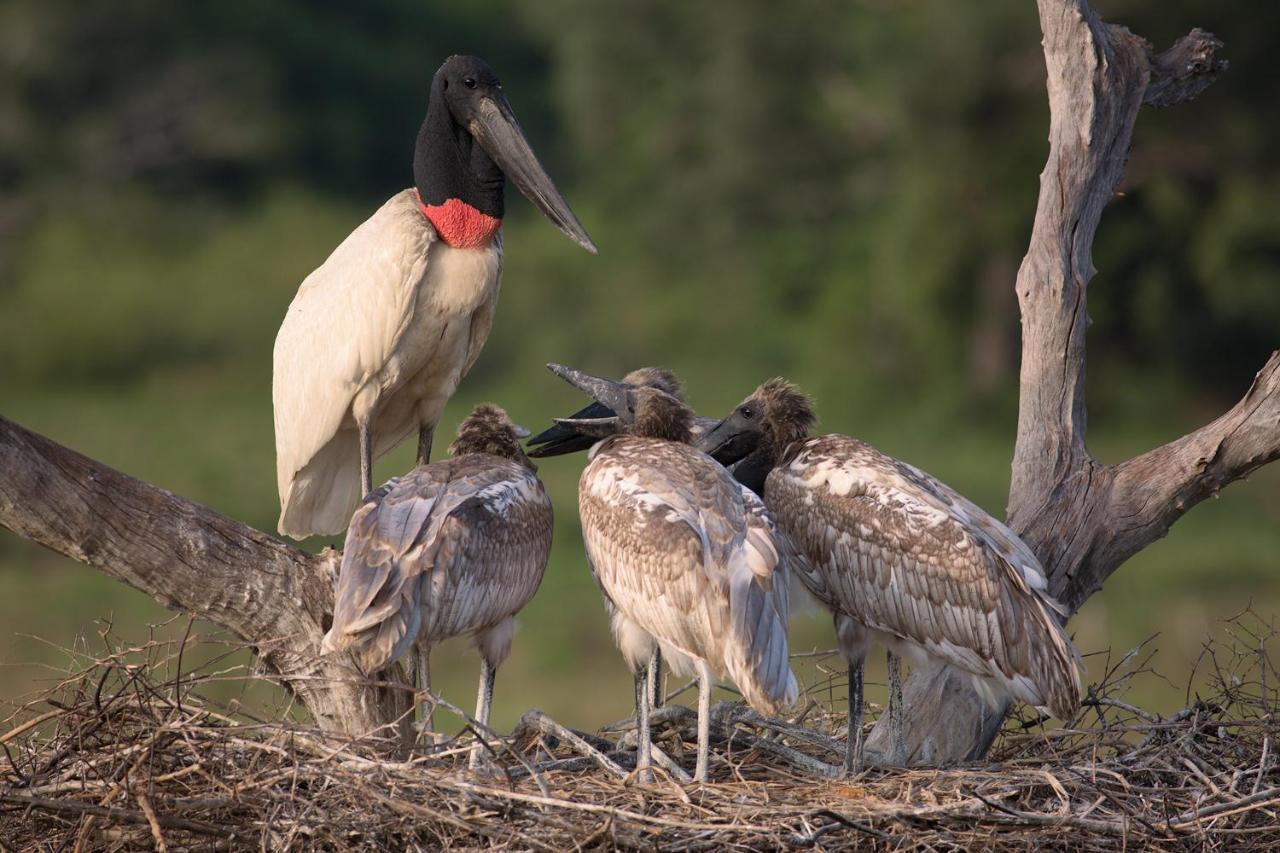Southwild Pantanal Lodge Pixaim Экстерьер фото