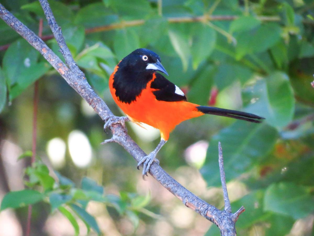Southwild Pantanal Lodge Pixaim Экстерьер фото