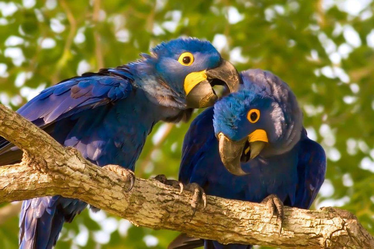 Southwild Pantanal Lodge Pixaim Экстерьер фото