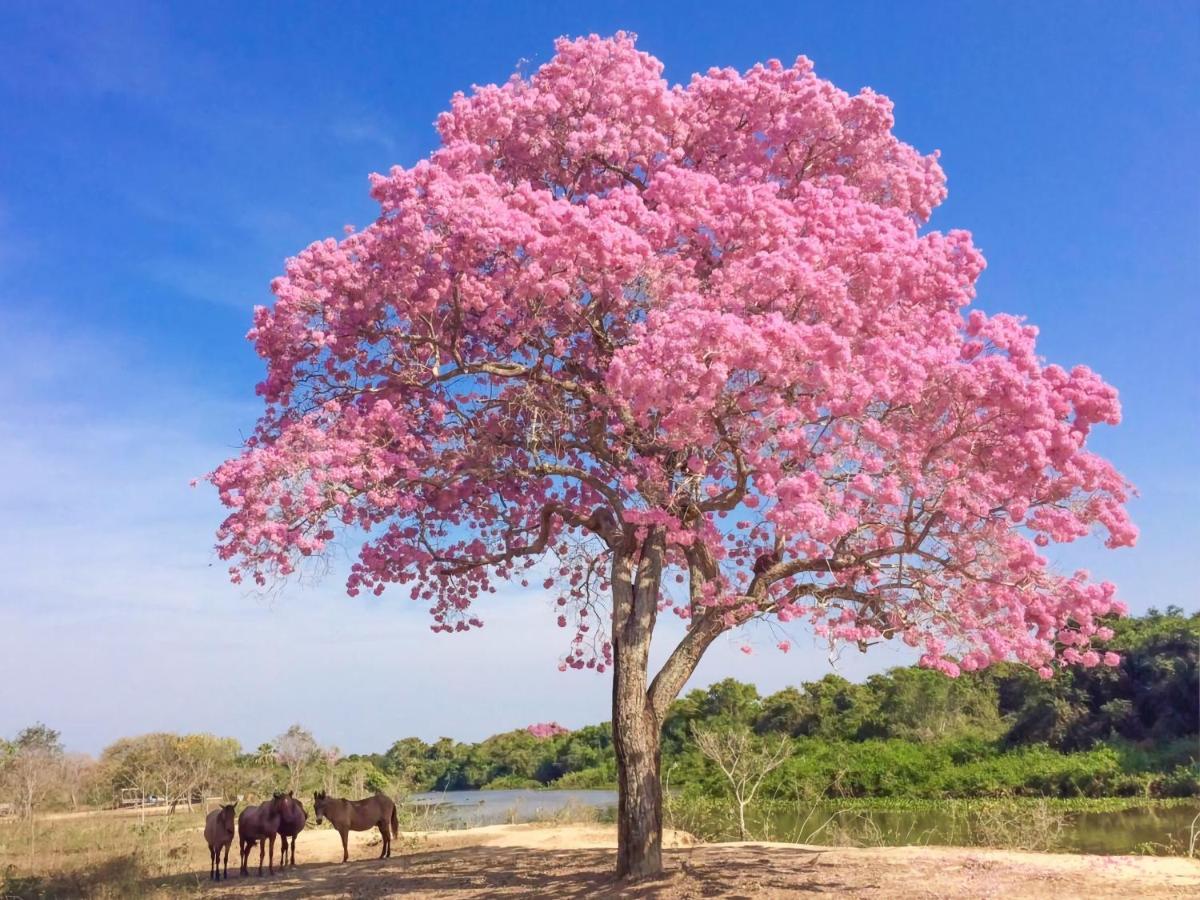 Southwild Pantanal Lodge Pixaim Экстерьер фото