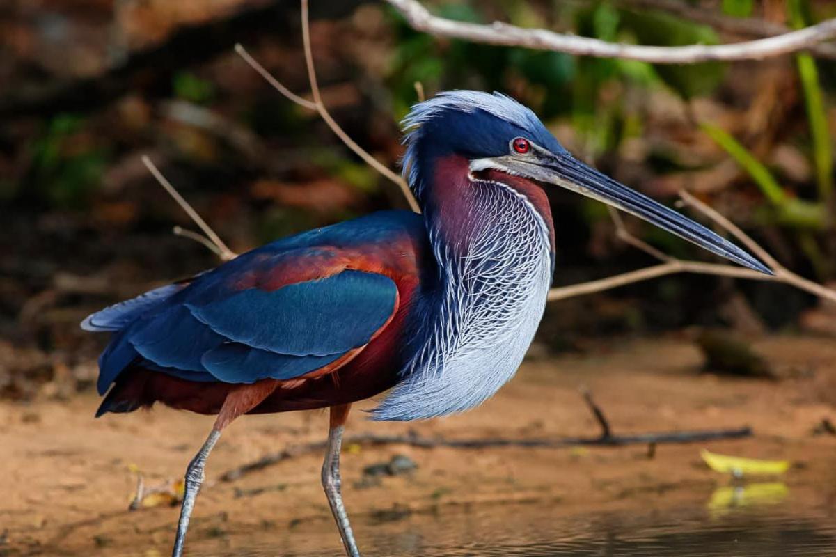 Southwild Pantanal Lodge Pixaim Экстерьер фото