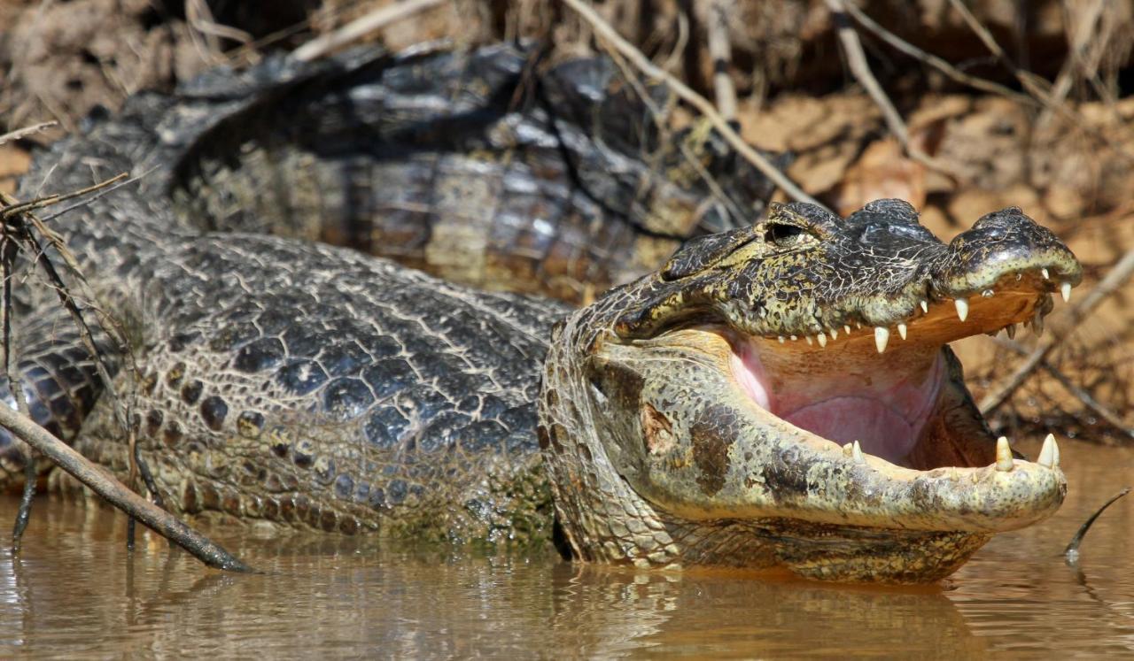 Southwild Pantanal Lodge Pixaim Экстерьер фото