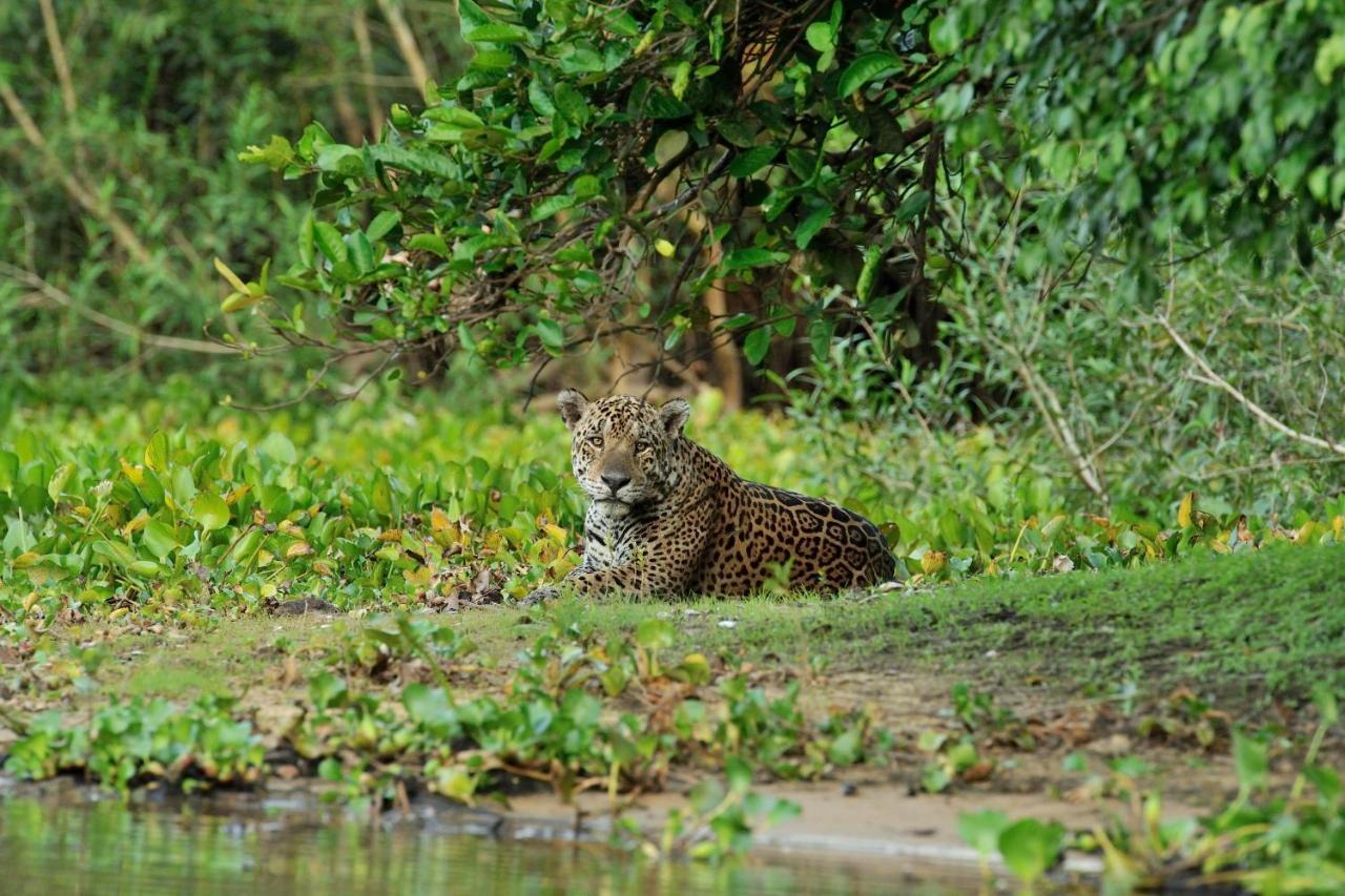 Southwild Pantanal Lodge Pixaim Экстерьер фото