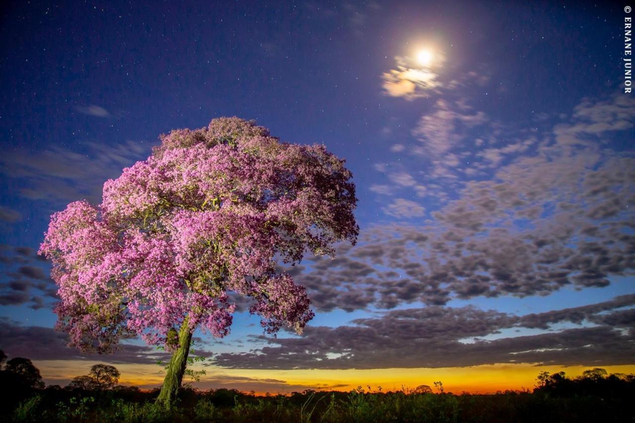 Southwild Pantanal Lodge Pixaim Экстерьер фото
