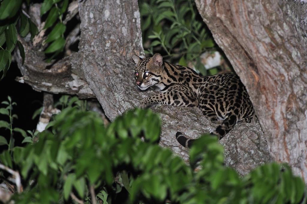 Southwild Pantanal Lodge Pixaim Экстерьер фото