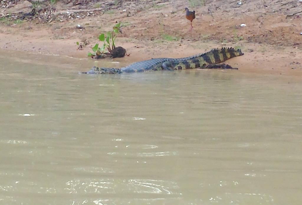 Southwild Pantanal Lodge Pixaim Экстерьер фото